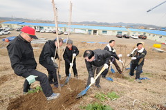 함평천 일대에서 식목일 행사로 매화나무 묘목 식수(2013.3.14)